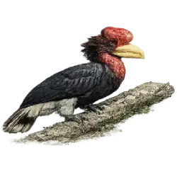 Helmeted Hornbill (Rhinoplax vigil) featured animal image on AnimalDex