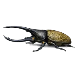 Hercules Beetle (Dynastes hercules) featured animal image on AnimalDex
