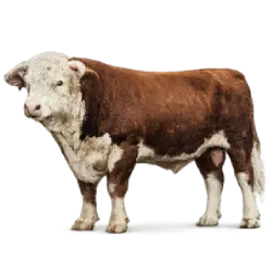 Hereford Cattle animal lesson image on AnimalDex