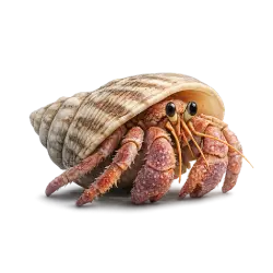 Hermit Crab animal lesson image on AnimalDex