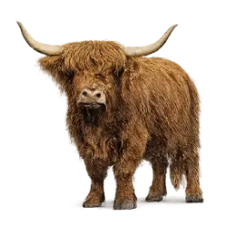 Highland Cattle animal lesson image on AnimalDex