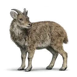 Himalayan Goral (Naemorhedus goral) featured animal image on AnimalDex