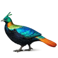 Himalayan Monal animal lesson on AnimalDex