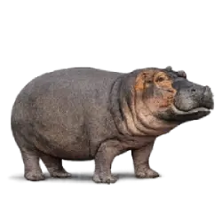 Hippopotamus (Hippopotamus amphibius) featured animal image on AnimalDex