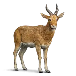 Hirola (Beatragus hunteri) featured animal image on AnimalDex