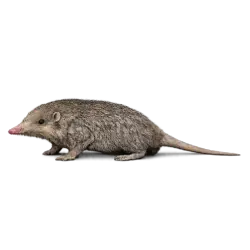 Hispaniolan Solenodon animal lesson image on AnimalDex