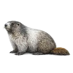 Hoary Marmot animal lesson image on AnimalDex
