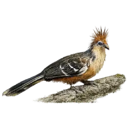 Hoatzin (Opisthocomus hoazin) featured animal image on AnimalDex