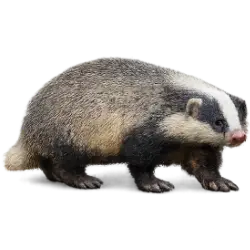 Hog Badger (Arctonyx collaris) featured animal image on AnimalDex