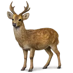 Hog Deer (Axis porcinus) featured animal image on AnimalDex