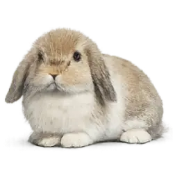 Holland Lop Rabbit animal lesson image on AnimalDex