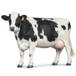 Holstein Friesian animal lesson image on AnimalDex
