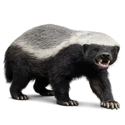 Honey Badger (Mellivora capensis) featured animal image on AnimalDex