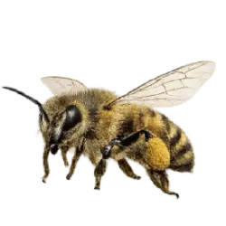 Honey Bee (Apis mellifera) featured animal image on AnimalDex