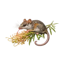Honey Possum animal lesson image on AnimalDex