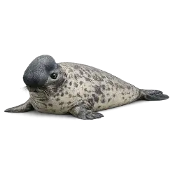 Hooded Seal animal icon