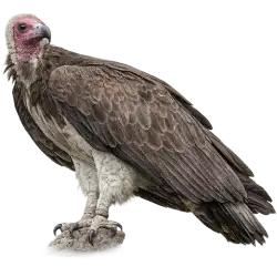 Hooded Vulture (Necrosyrtes monachus) featured animal image on AnimalDex