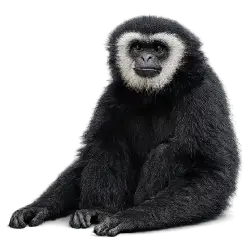 Hoolock Gibbon (Hoolock hoolock) featured animal image on AnimalDex