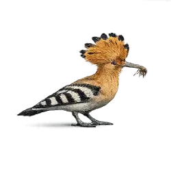 Hoopoe (Upupa epops) featured animal image on AnimalDex