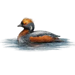 Horned Grebe (Podiceps auritus) featured animal image on AnimalDex