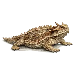 Horned Lizard (Phrynosoma cornutum) featured animal image on AnimalDex