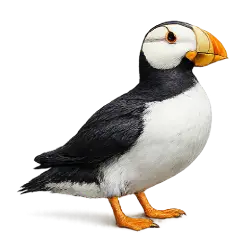 Horned Puffin (Fratercula corniculata) featured animal image on AnimalDex