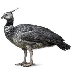 Horned Screamer (Anhima cornuta) featured animal image on AnimalDex