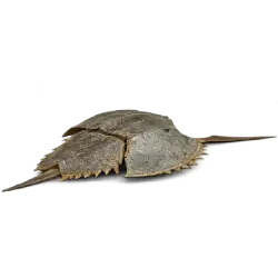 Horseshoe Crab (Limulus polyphemus) featured animal image on AnimalDex