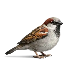 House Sparrow animal lesson image on AnimalDex