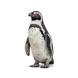 Humboldt Penguin animal lesson image on AnimalDex
