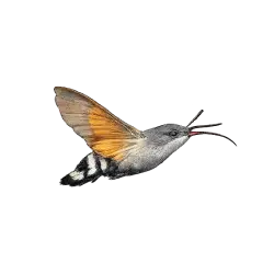 Hummingbird Hawk-Moth (Macroglossum stellatarum) featured animal image on AnimalDex