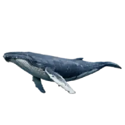 Humpback Whale (Megaptera novaeangliae) featured animal image on AnimalDex