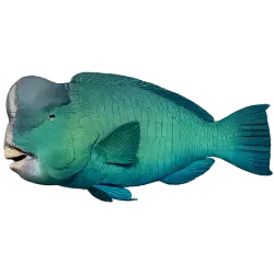 Humphead Parrotfish (Bolbometopon muricatum) featured animal image on AnimalDex
