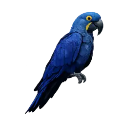 Hyacinth Macaw (Anodorhynchus hyacinthinus) featured animal image on AnimalDex