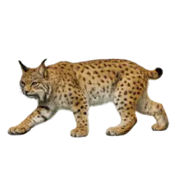 Iberian Lynx (Lynx pardinus) featured animal image on AnimalDex