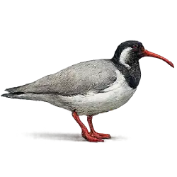Ibisbill (Ibidorhyncha struthersii) featured animal image on AnimalDex