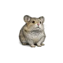 Ili Pika animal lesson image on AnimalDex