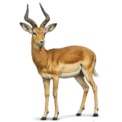 Impala (Aepyceros melampus) featured animal image on AnimalDex