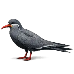 Inca Tern (Larosterna inca) featured animal image on AnimalDex