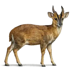 Indian Muntjac (Muntiacus muntjak) featured animal image on AnimalDex