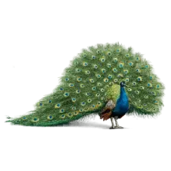 Indian Peafowl (Pavo cristatus) featured animal image on AnimalDex
