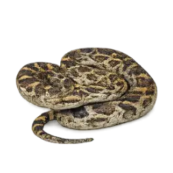 Indian Rock Python (Python molurus) featured animal image on AnimalDex
