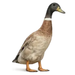 Indian Runner Duck animal lesson image on AnimalDex