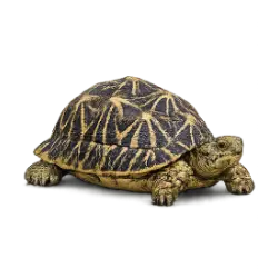 Indian Star Tortoise (Geochelone elegans) featured animal image on AnimalDex