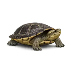 Indochinese Box Turtle (Cuora galbinifrons) featured animal image on AnimalDex