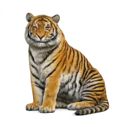 Indochinese Tiger animal lesson image on AnimalDex