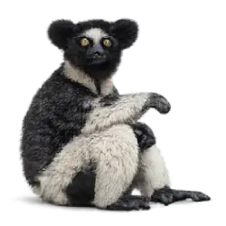 Indri (Indri indri) featured animal image on AnimalDex