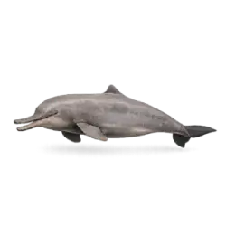 Indus River Dolphin (Platanista gangetica minor) featured animal image on AnimalDex