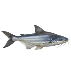 Iridescent Shark animal lesson image on AnimalDex