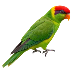 Iris Lorikeet (Psitteuteles iris) thumbnail image on AnimalDex